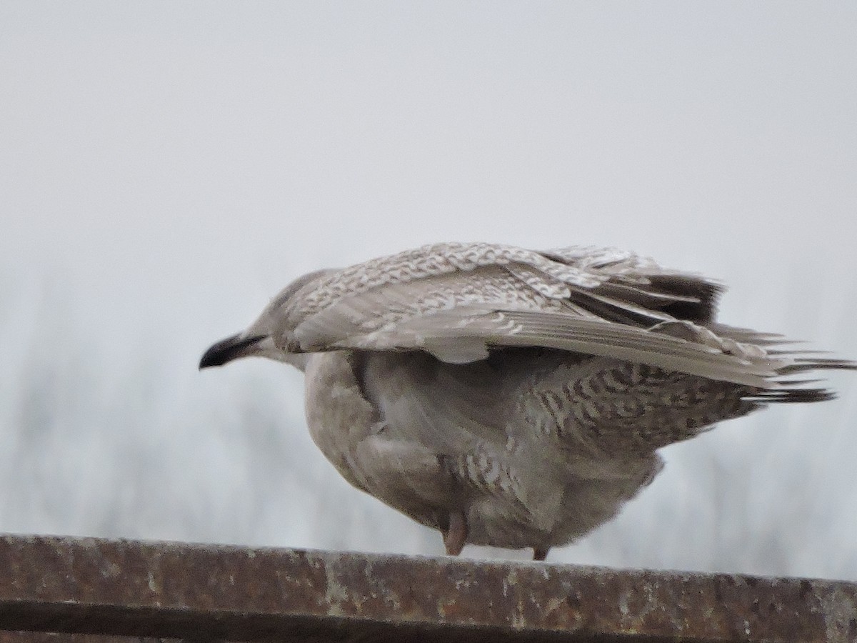 Iceland Gull (kumlieni) - ML644763358