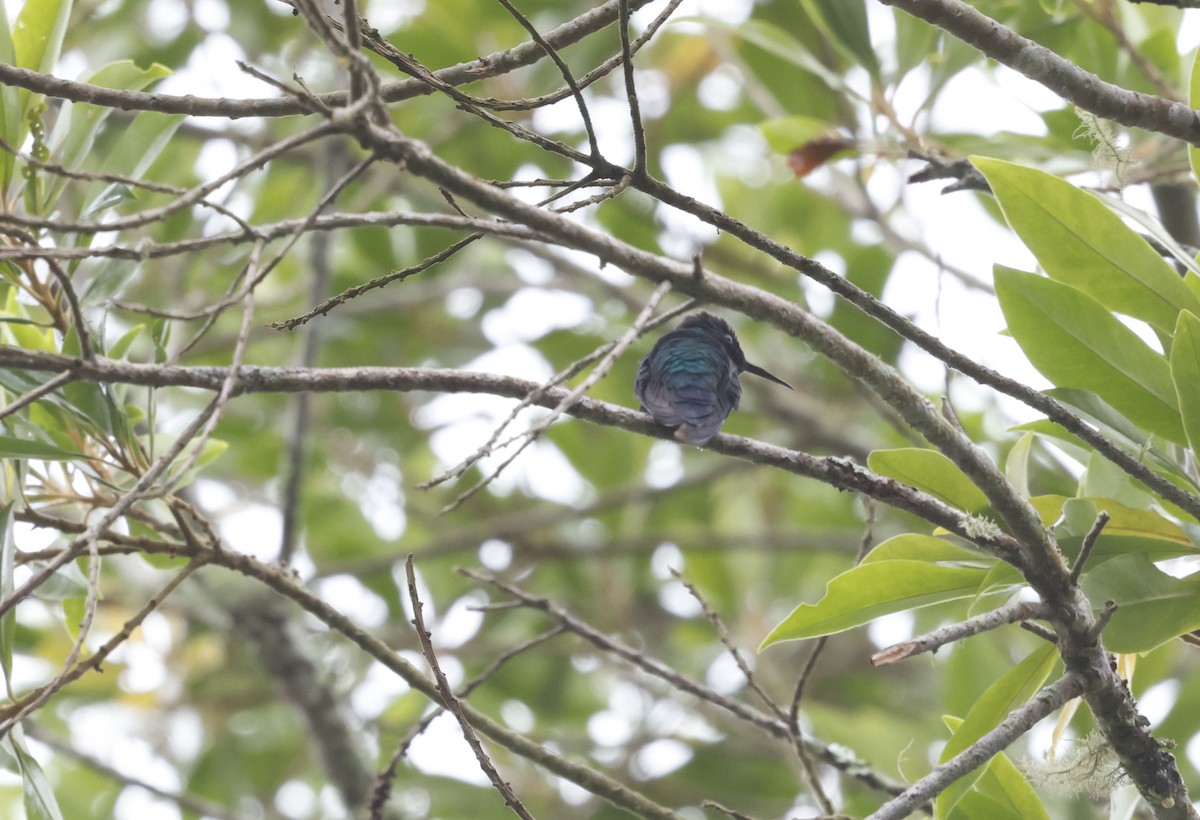 Violet-capped Woodnymph - ML644763359