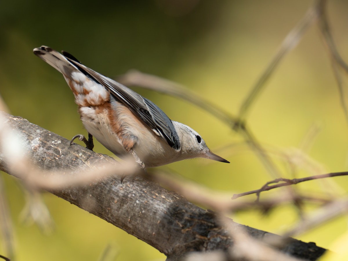 Beyaz Göğüslü Sıvacı - ML644763367