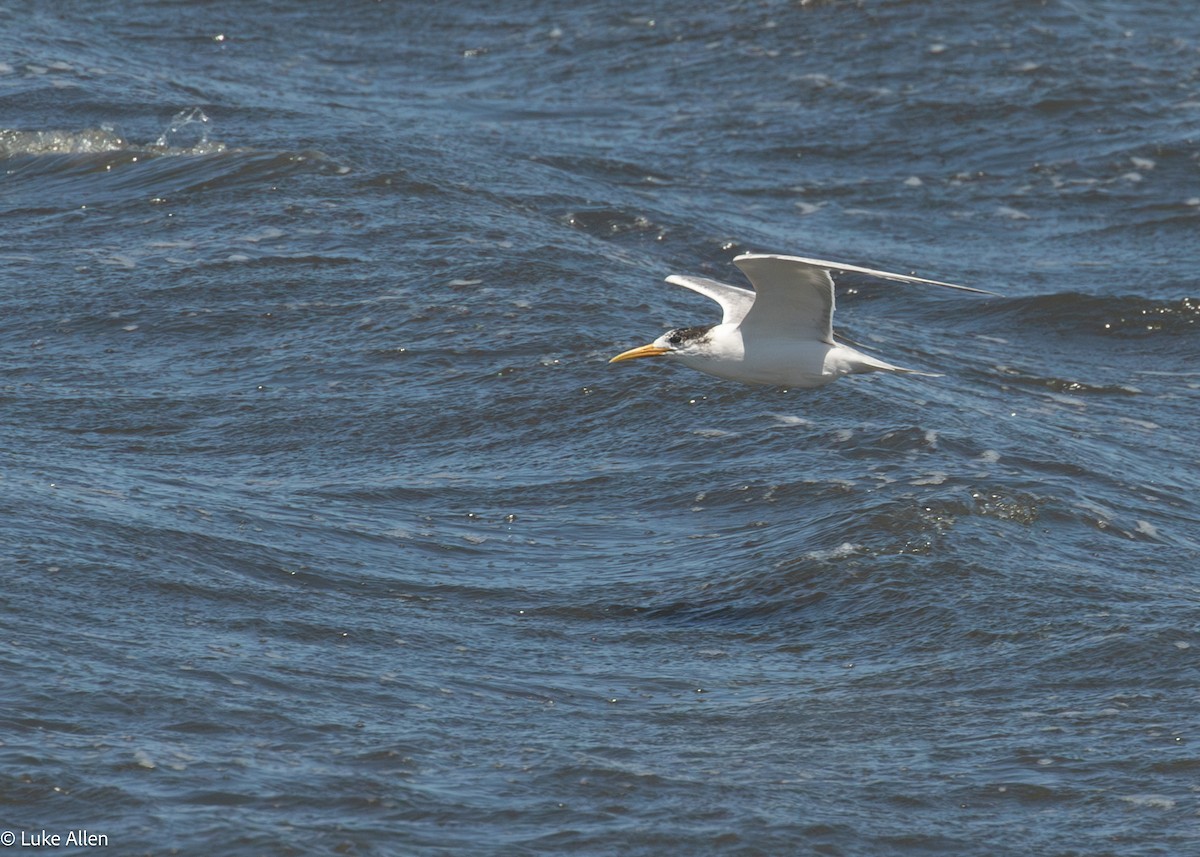 鳳頭燕鷗 - ML644763376