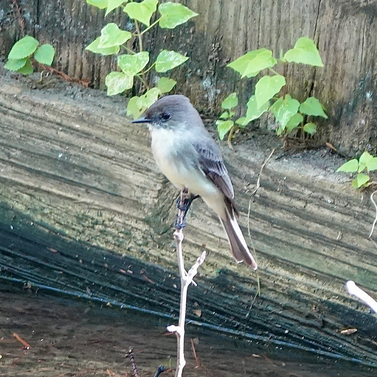 tyranovec domácí - ML644763377