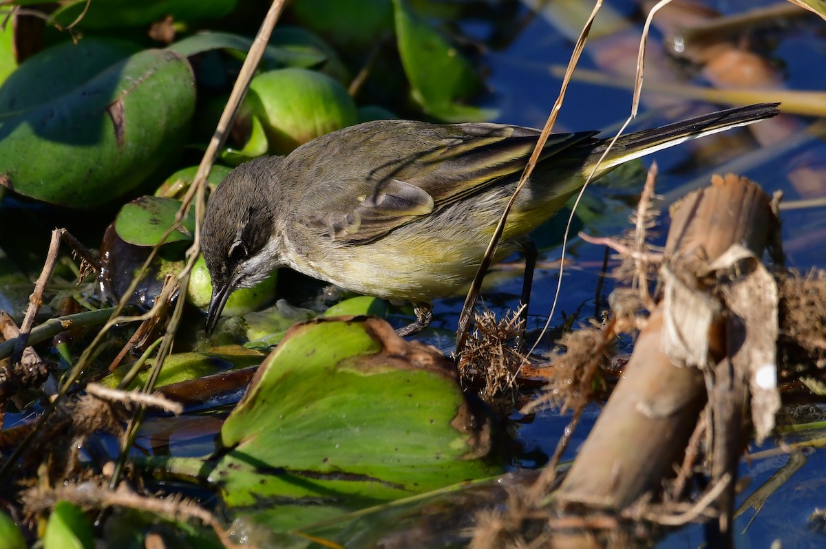 Western Yellow Wagtail (pygmaea) - ML644763395