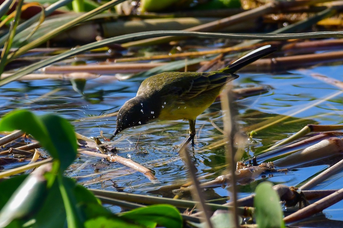 Western Yellow Wagtail (pygmaea) - ML644763396
