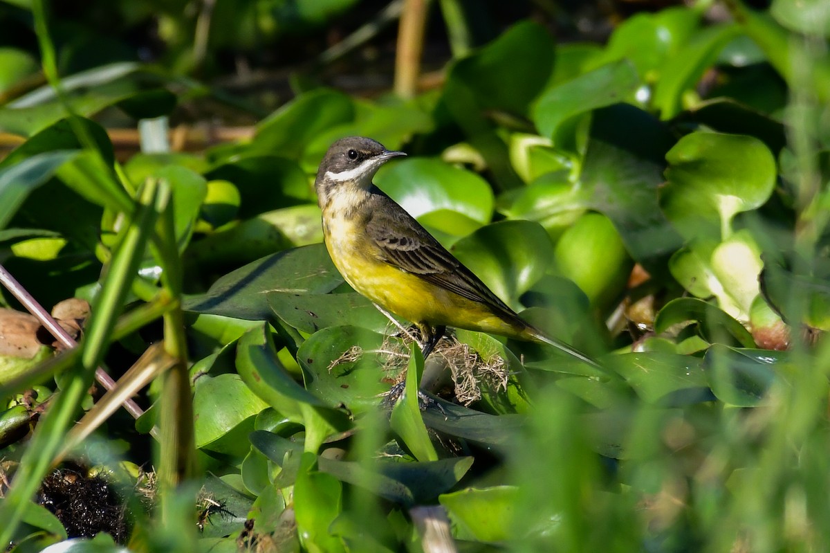 Western Yellow Wagtail (pygmaea) - ML644763397