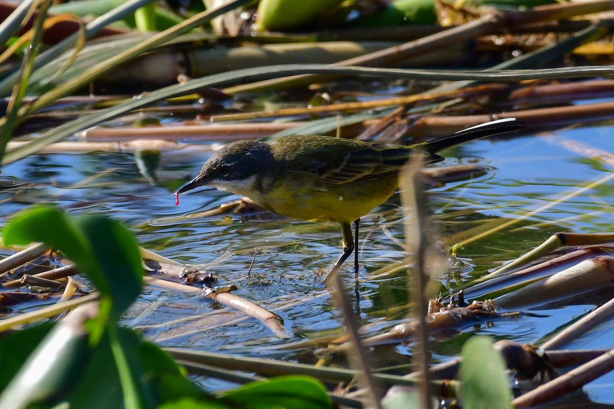 Western Yellow Wagtail (pygmaea) - ML644763398