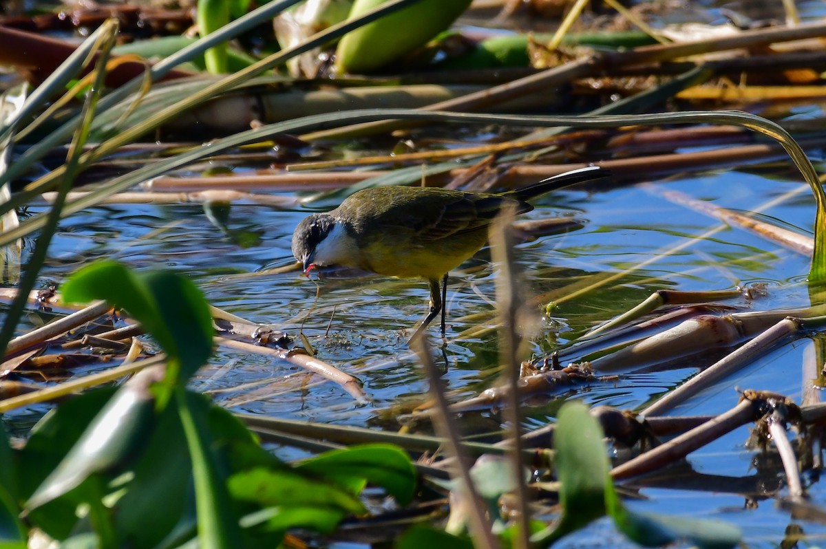 Western Yellow Wagtail (pygmaea) - ML644763399