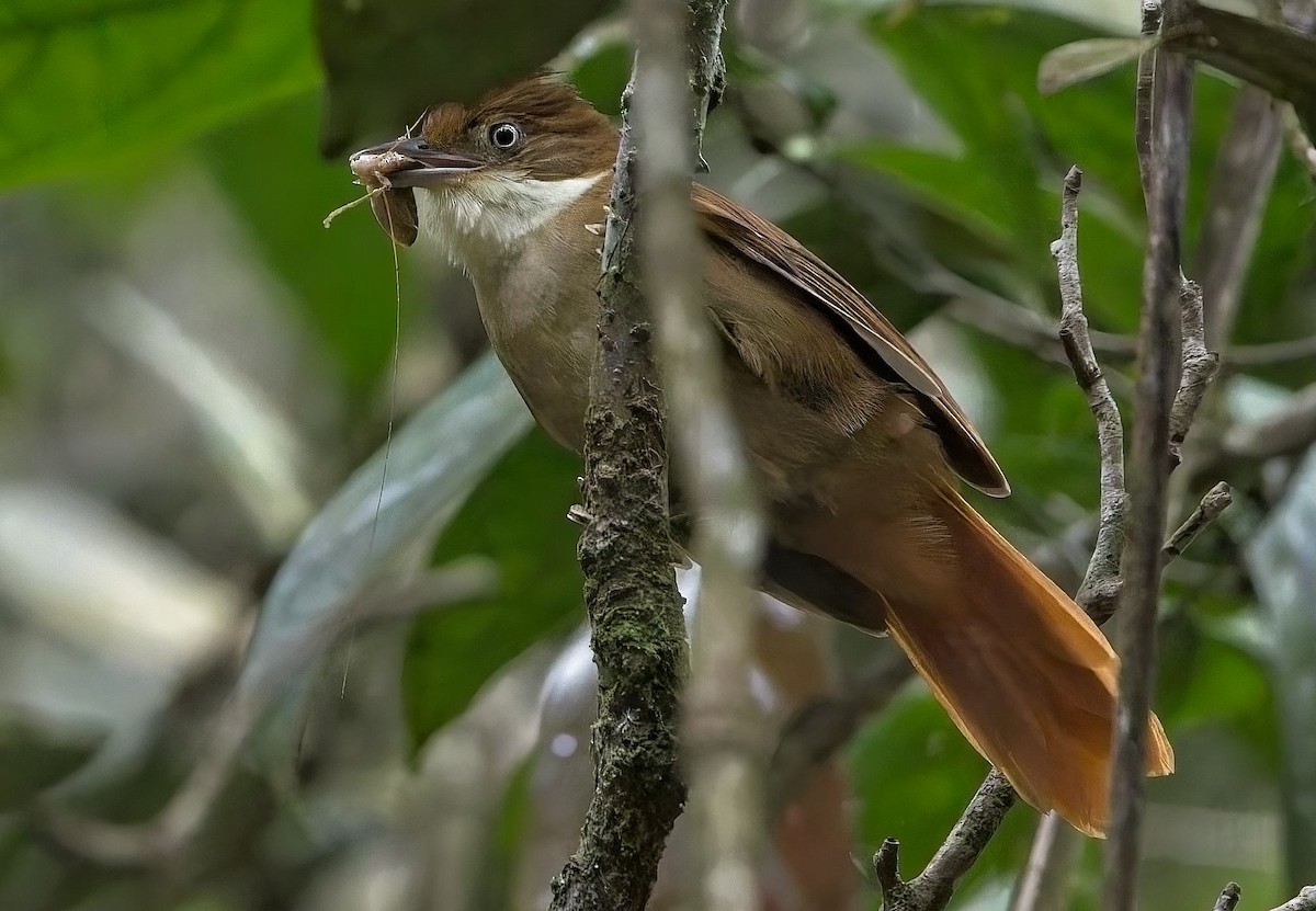 メジロカマドドリ - ML644763401