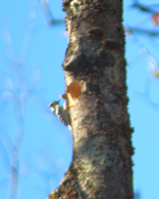 セジロアカゲラ - ML644763402