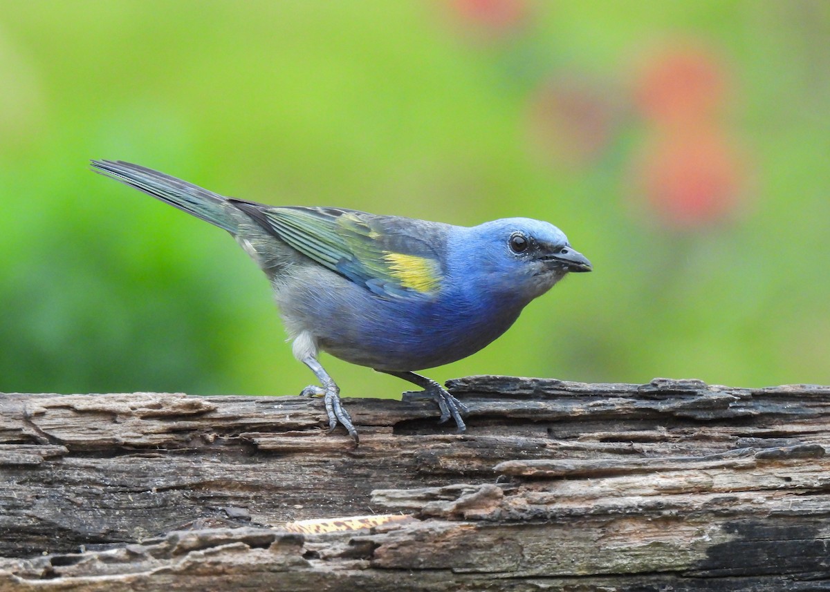 キバネフウキンチョウ - ML644763403