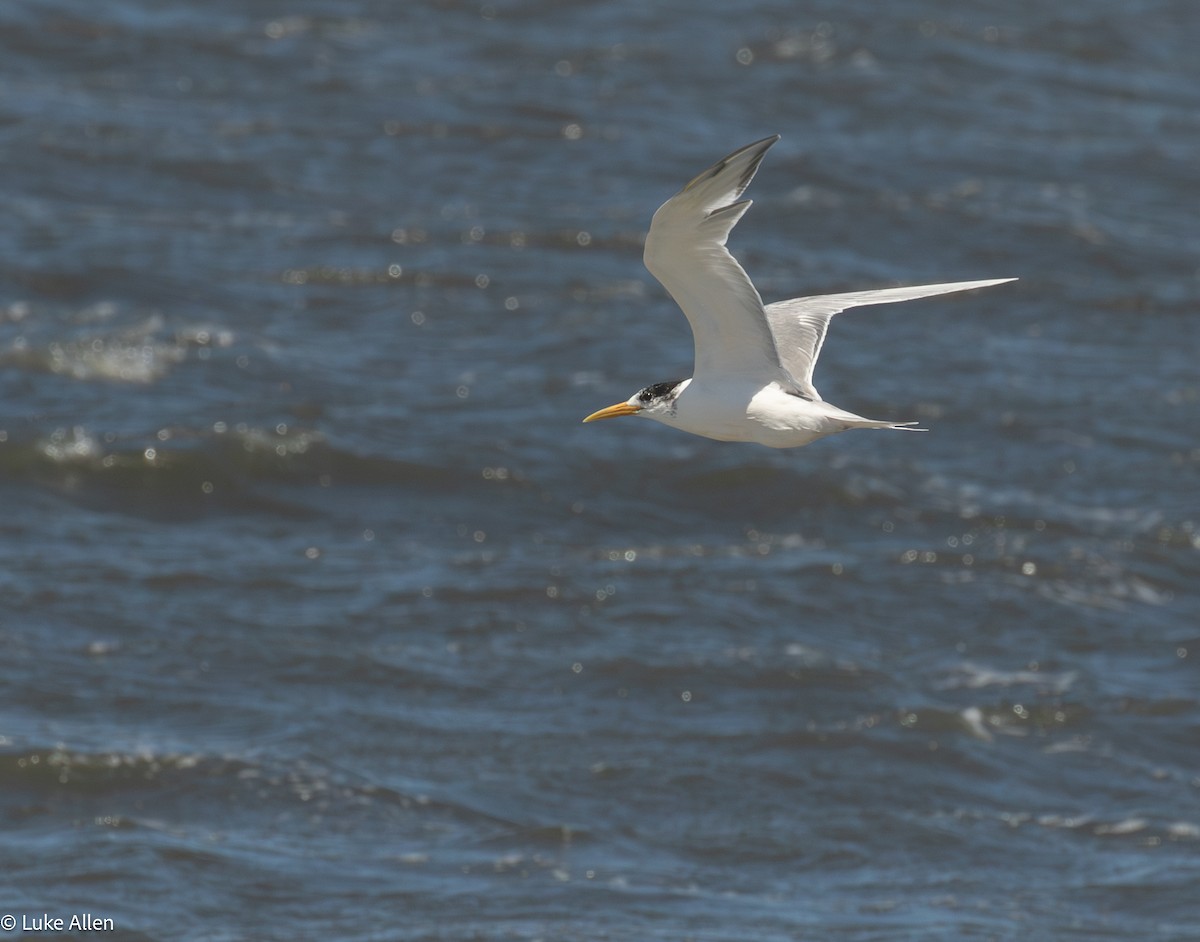 オオアジサシ - ML644763404