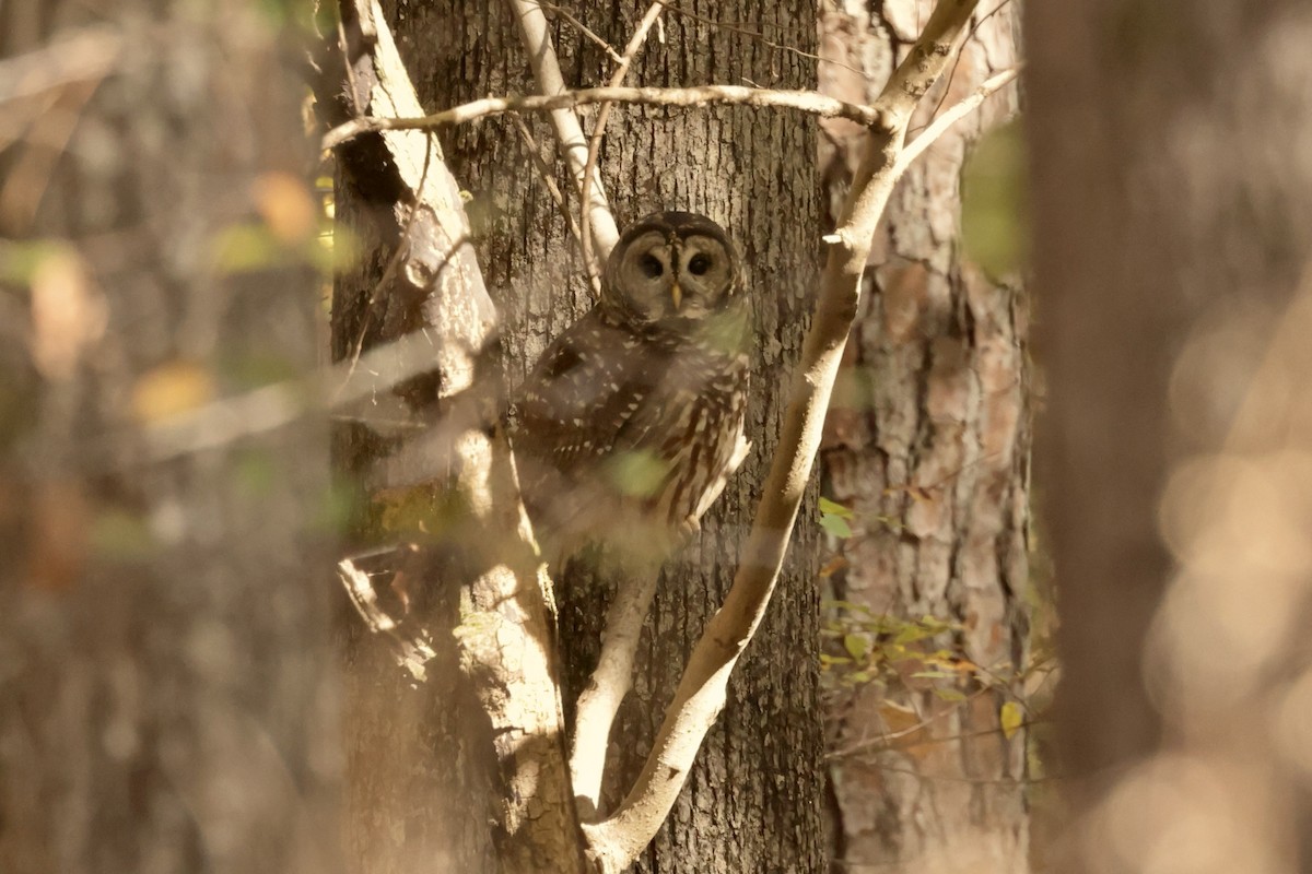 アメリカフクロウ - ML644763405