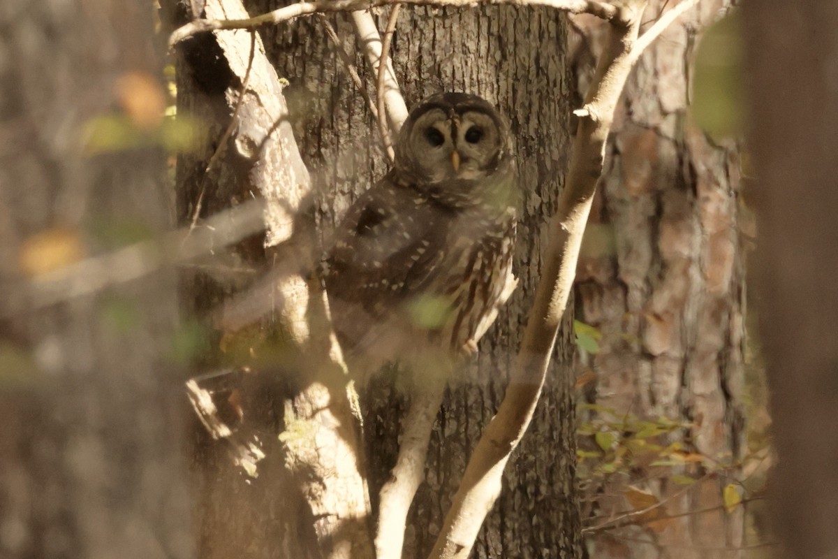 アメリカフクロウ - ML644763406