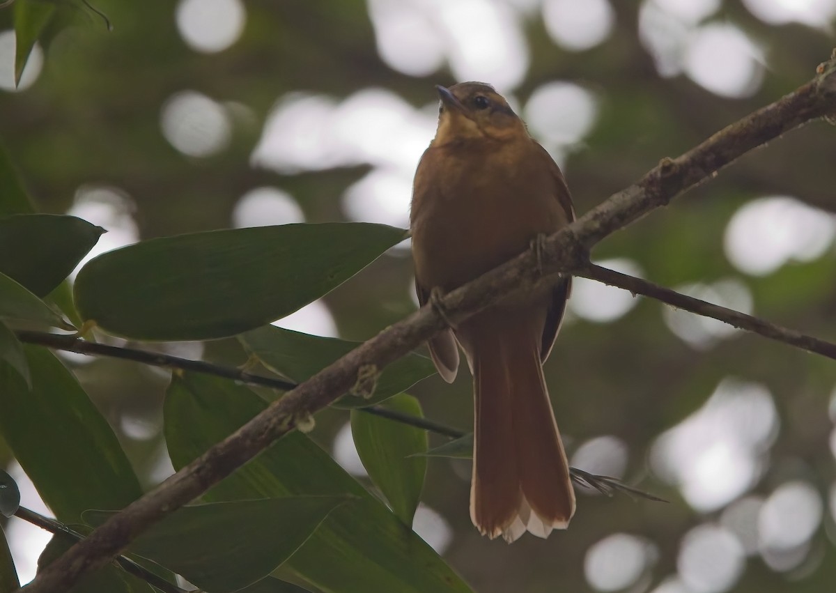 スナイロマユカマドドリ - ML644763408