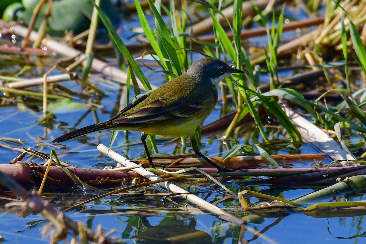 Western Yellow Wagtail (pygmaea) - ML644763410