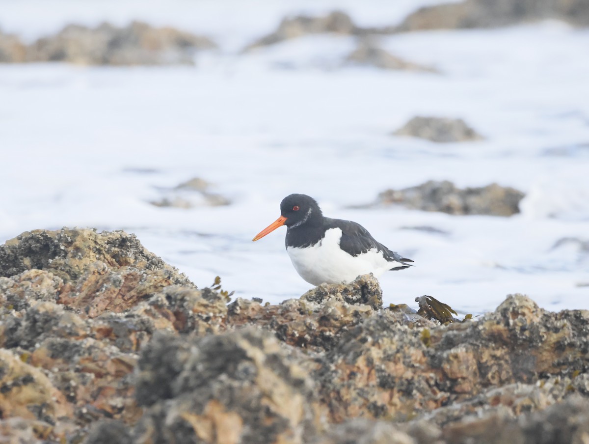 ミヤコドリ - ML644763411