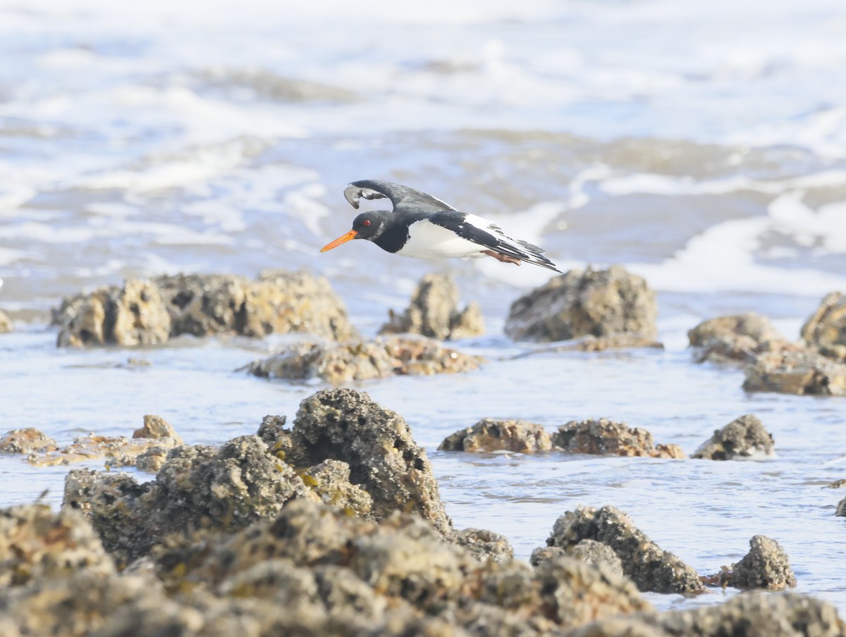 ミヤコドリ - ML644763412