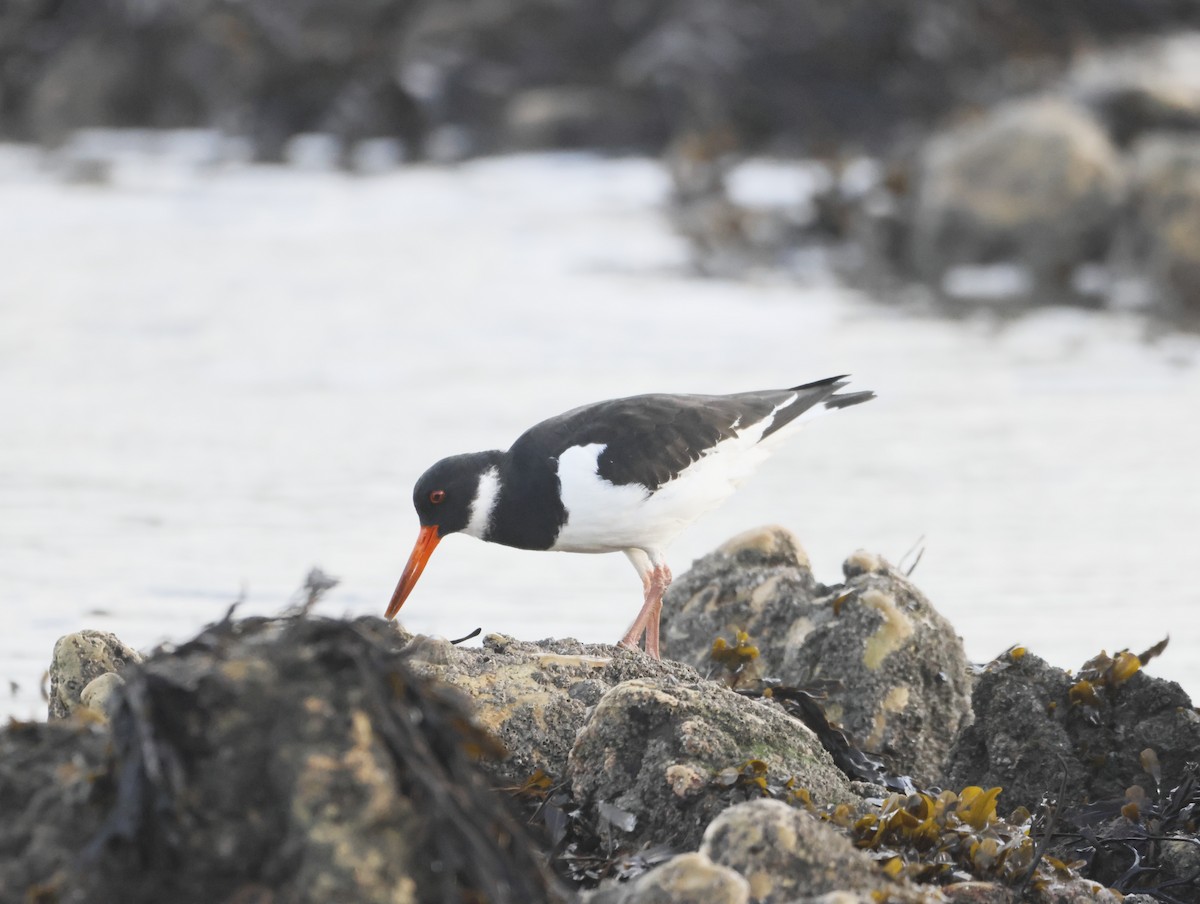 ミヤコドリ - ML644763413