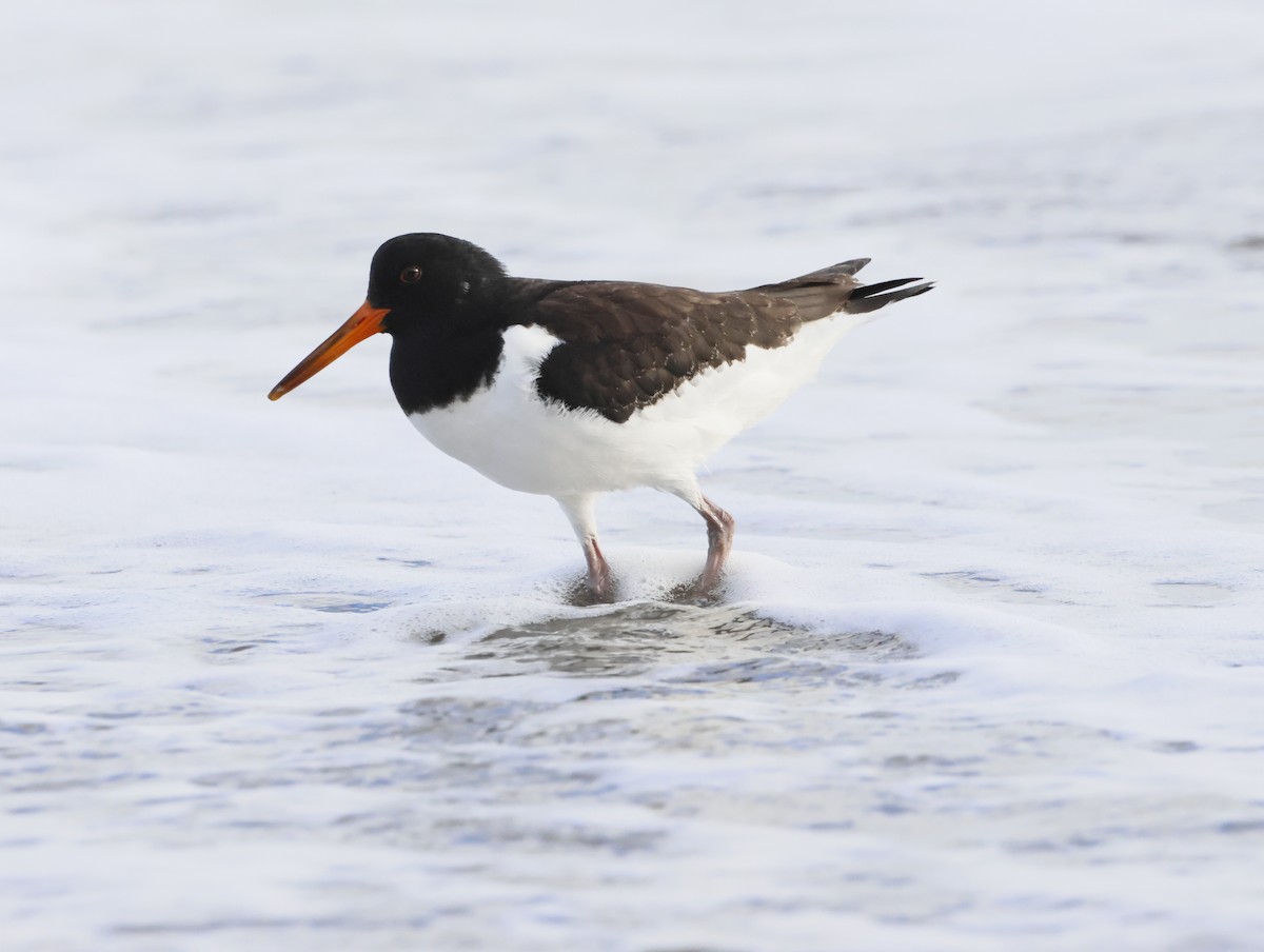 ミヤコドリ - ML644763414