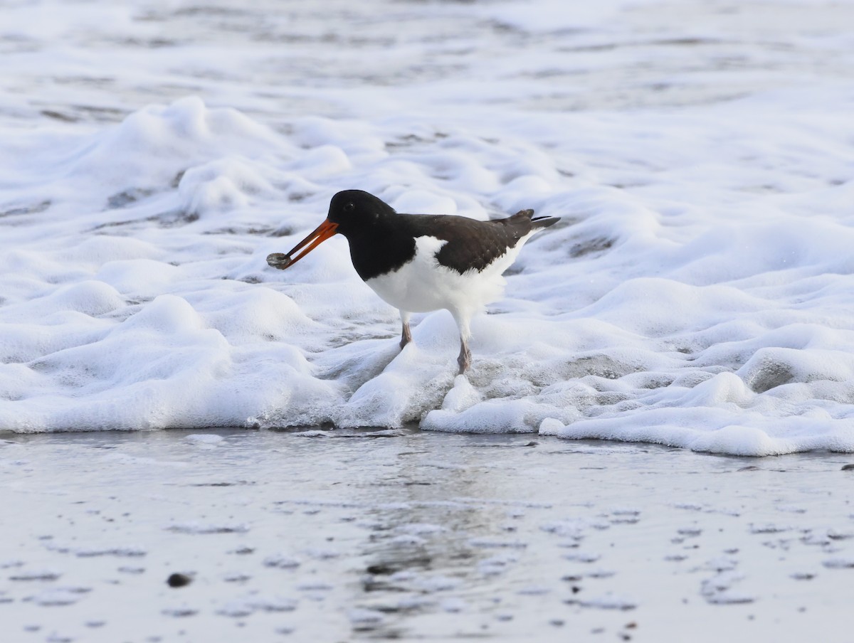 ミヤコドリ - ML644763415