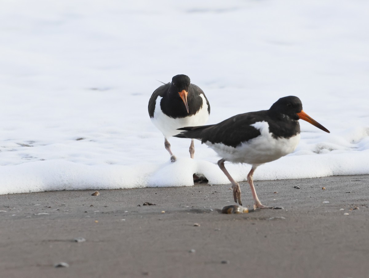 ミヤコドリ - ML644763416