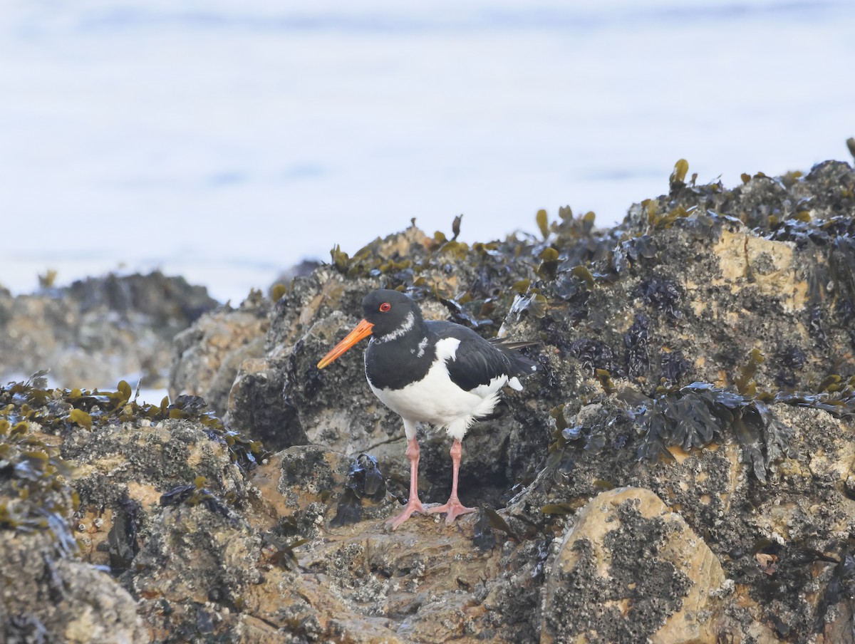 ミヤコドリ - ML644763417