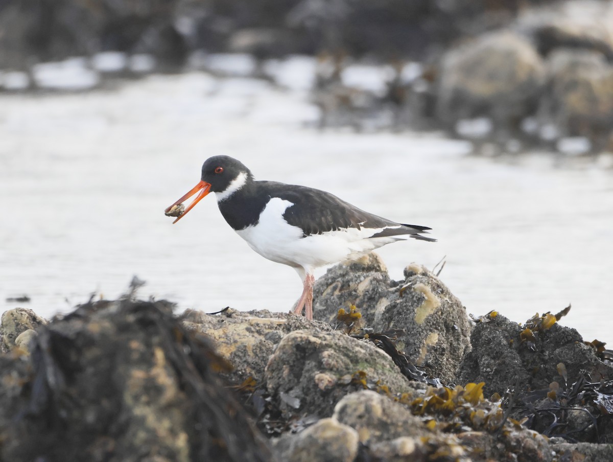 ミヤコドリ - ML644763418