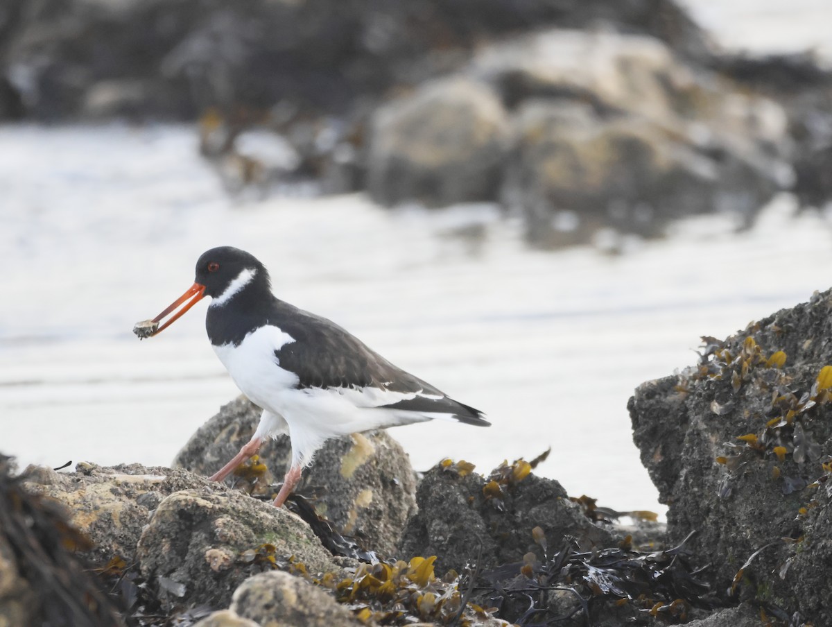 ミヤコドリ - ML644763419