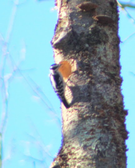 セジロアカゲラ - ML644763421