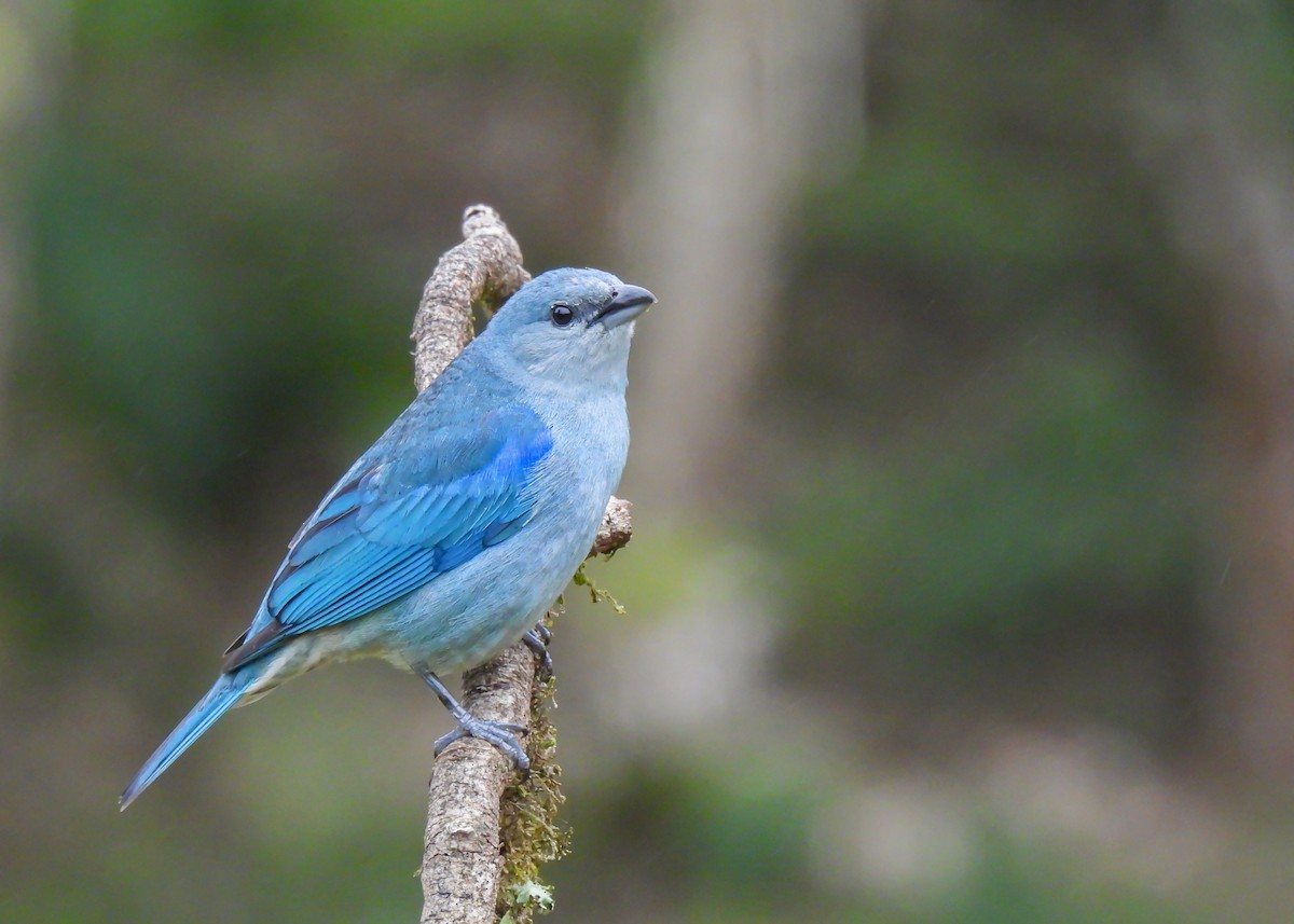 オオソライロフウキンチョウ - ML644763422