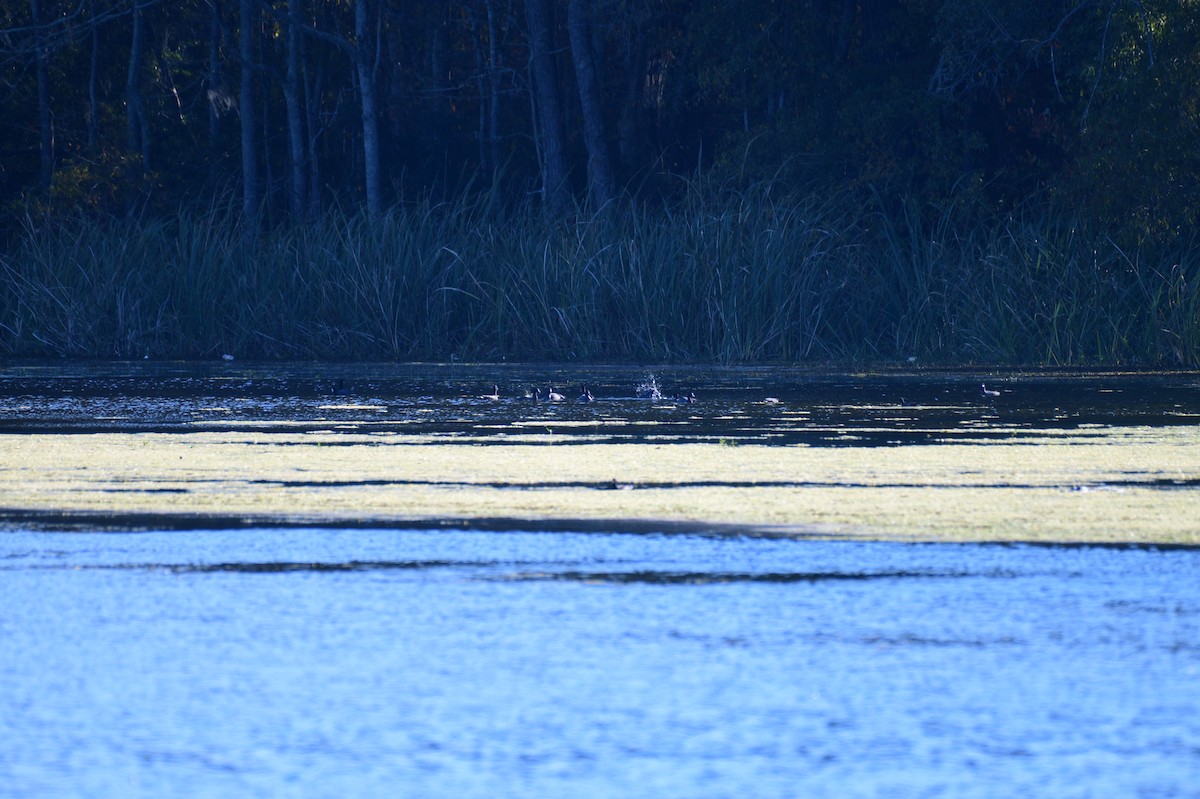 Лиска американська - ML644763423