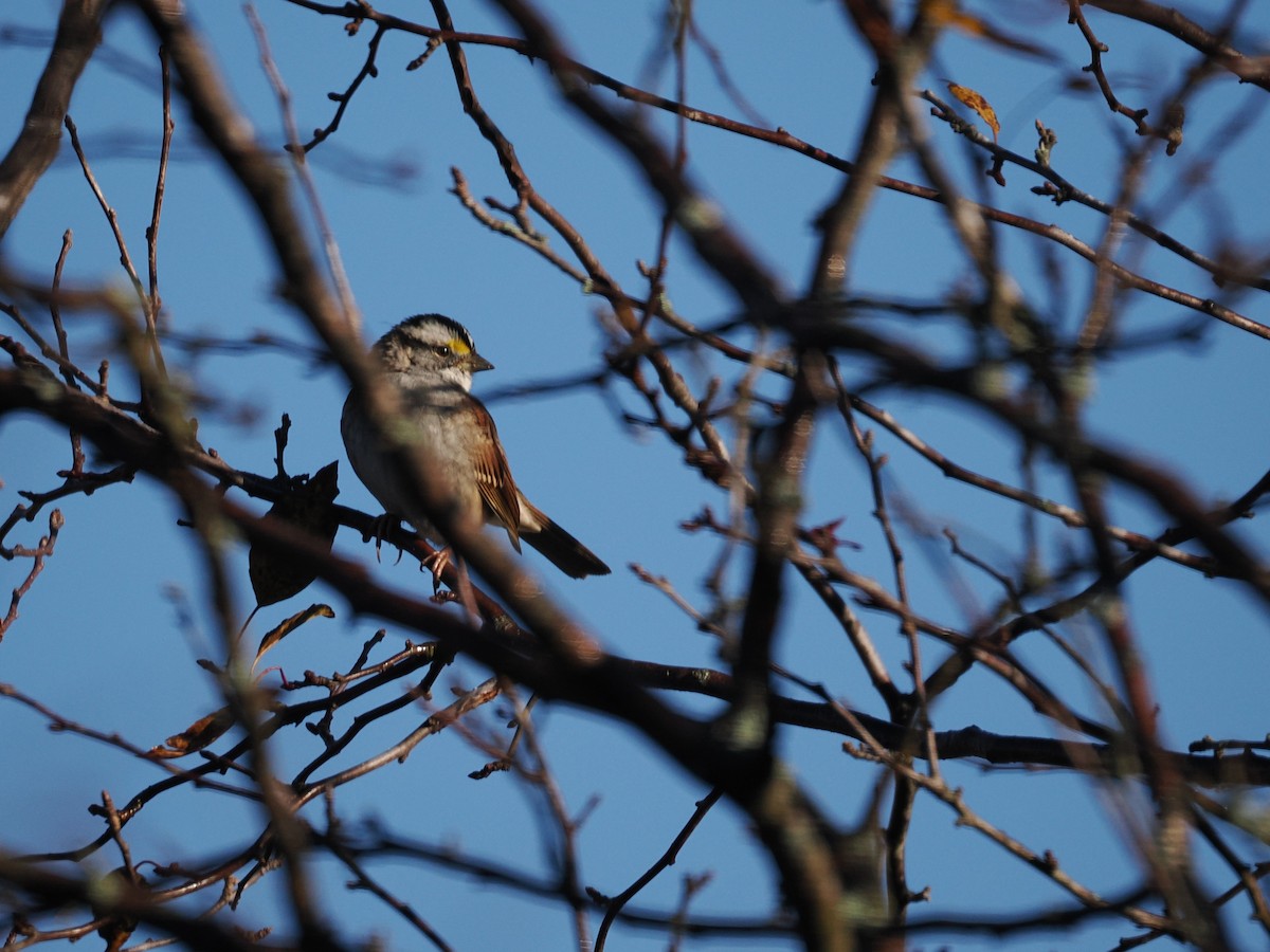 ノドジロシトド - ML644763424