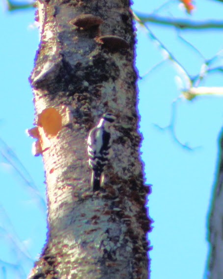 セジロアカゲラ - ML644763425