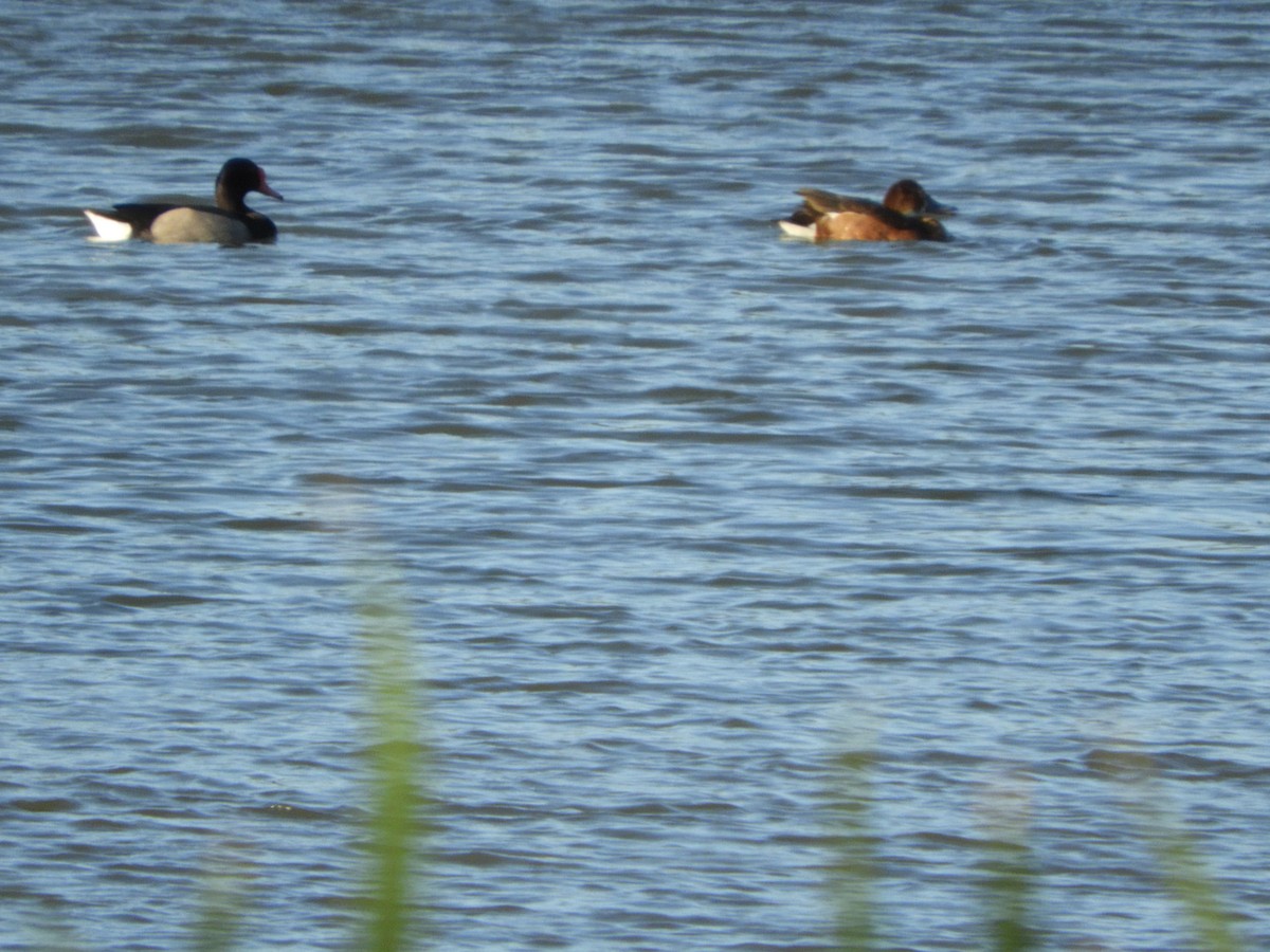 ベニバシガモ - ML644763427