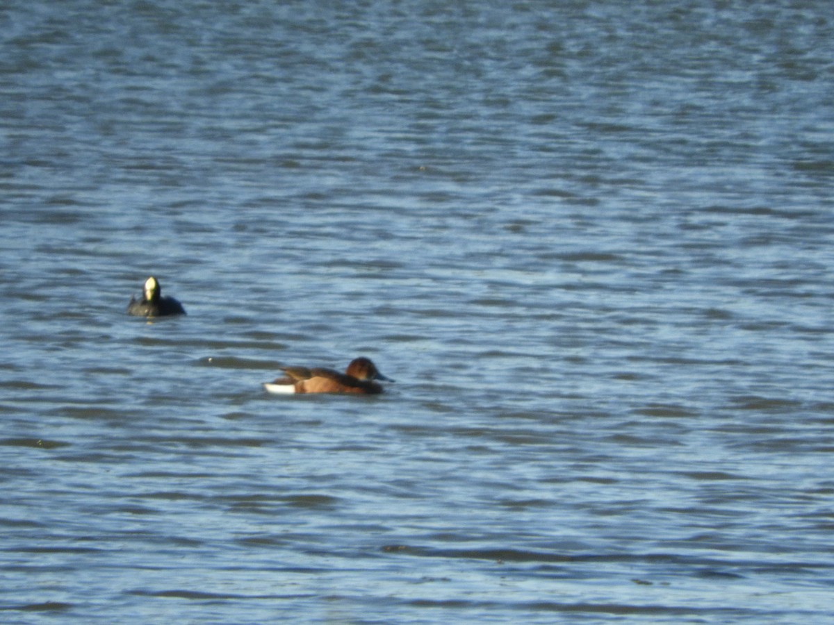 ベニバシガモ - ML644763428