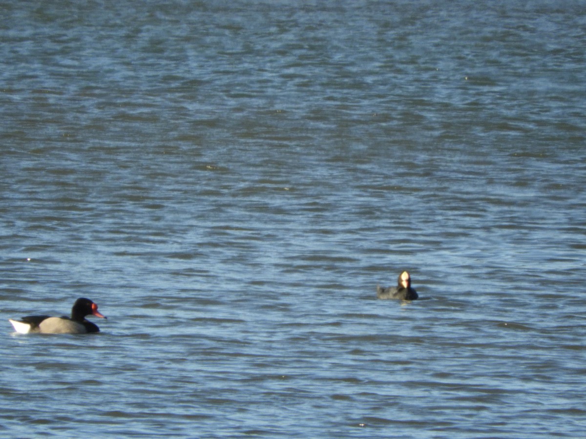 ベニバシガモ - ML644763429