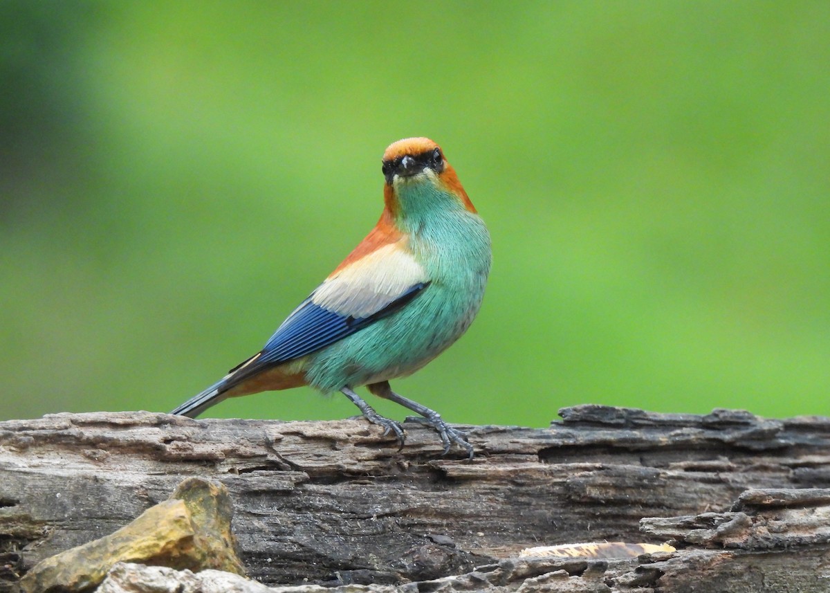 クリイロフウキンチョウ - ML644763433