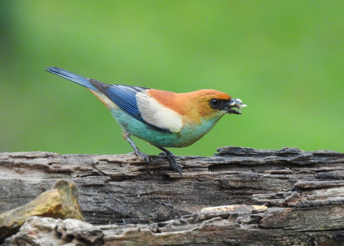 クリイロフウキンチョウ - ML644763434