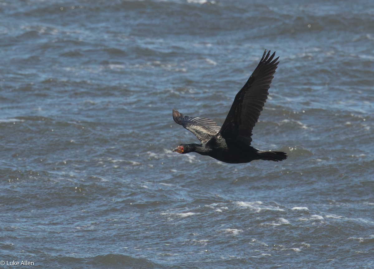 Crowned Cormorant - ML644763435