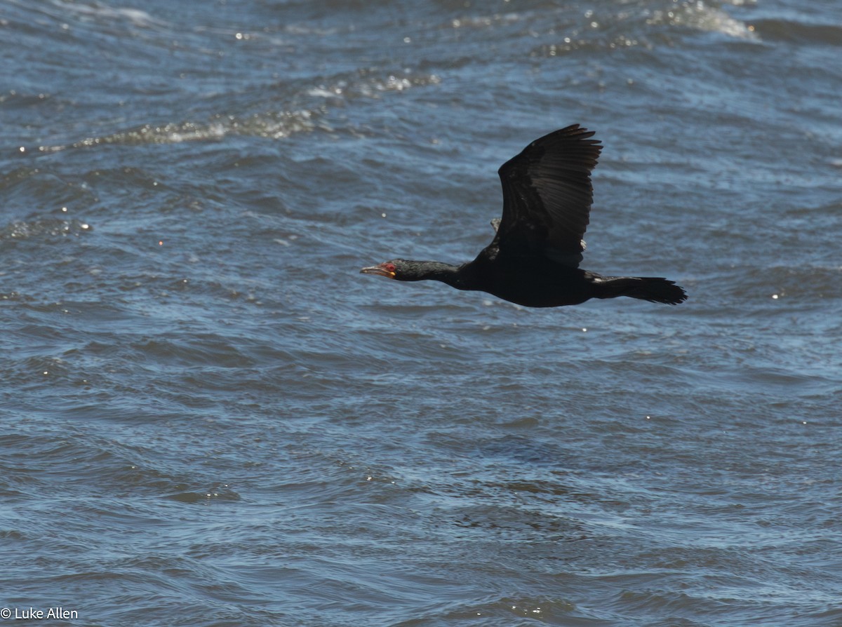 Crowned Cormorant - ML644763436