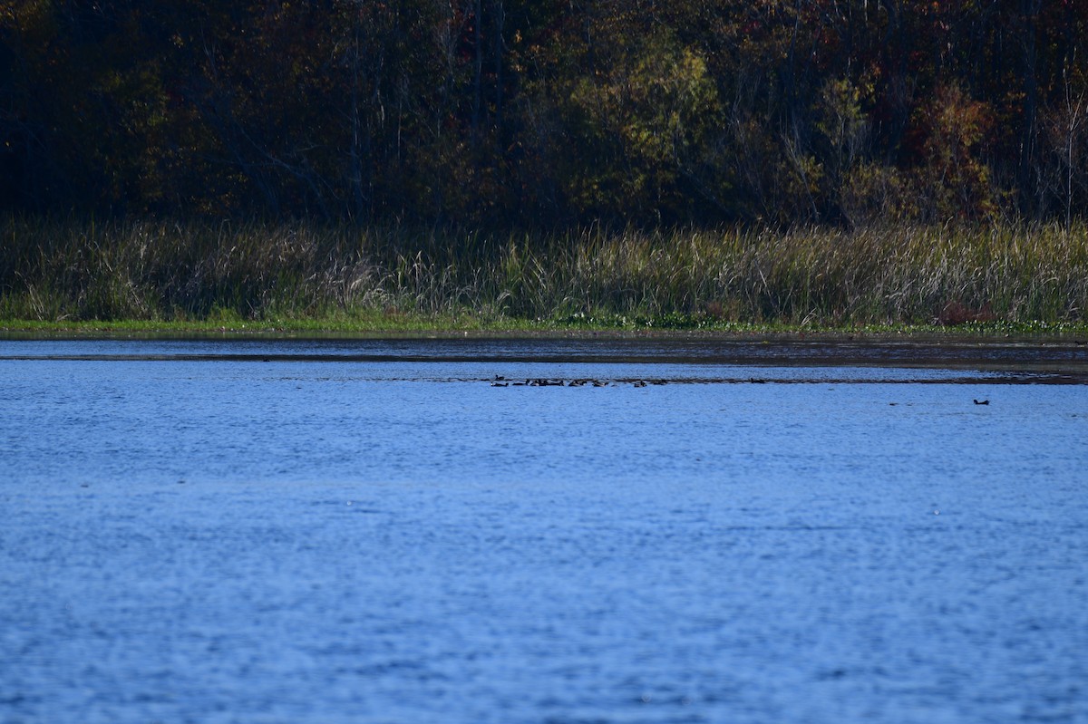 Лиска американська - ML644763437