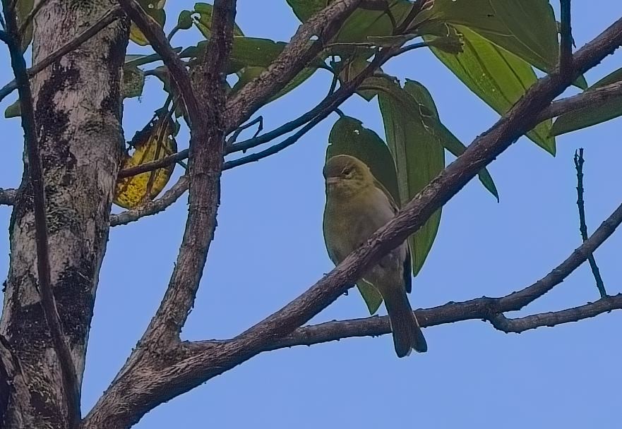 シロハラカマドドリ - ML644763439