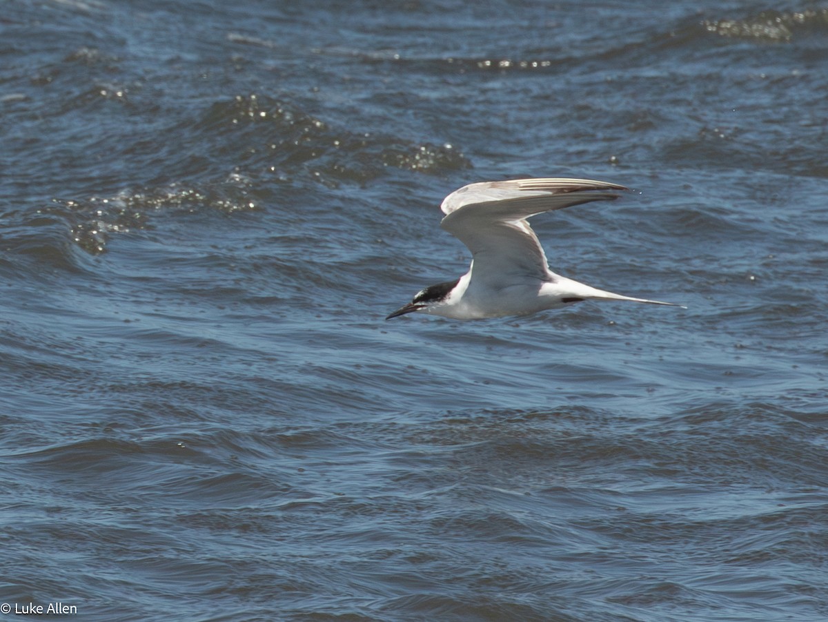 燕鷗 - ML644763445