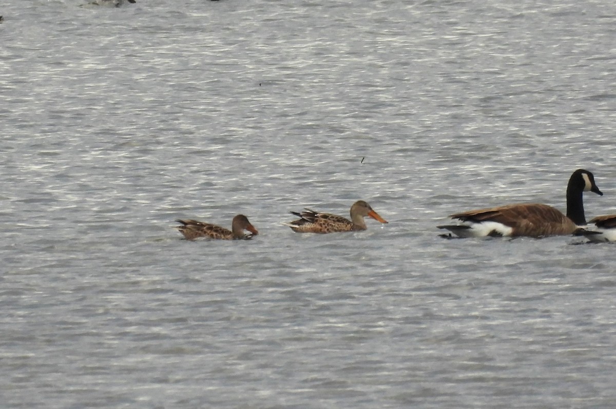 Халбага нугас - ML644763446