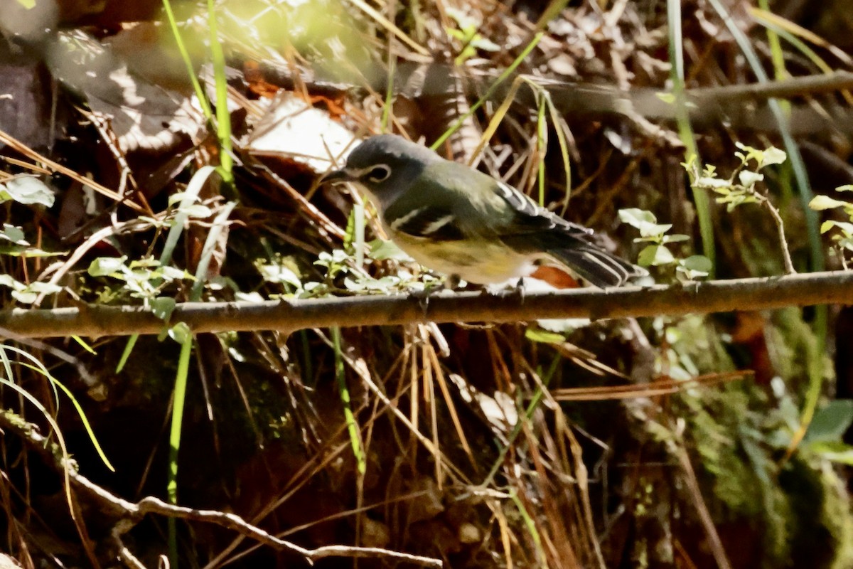 Blue-headed Vireo - ML644763457