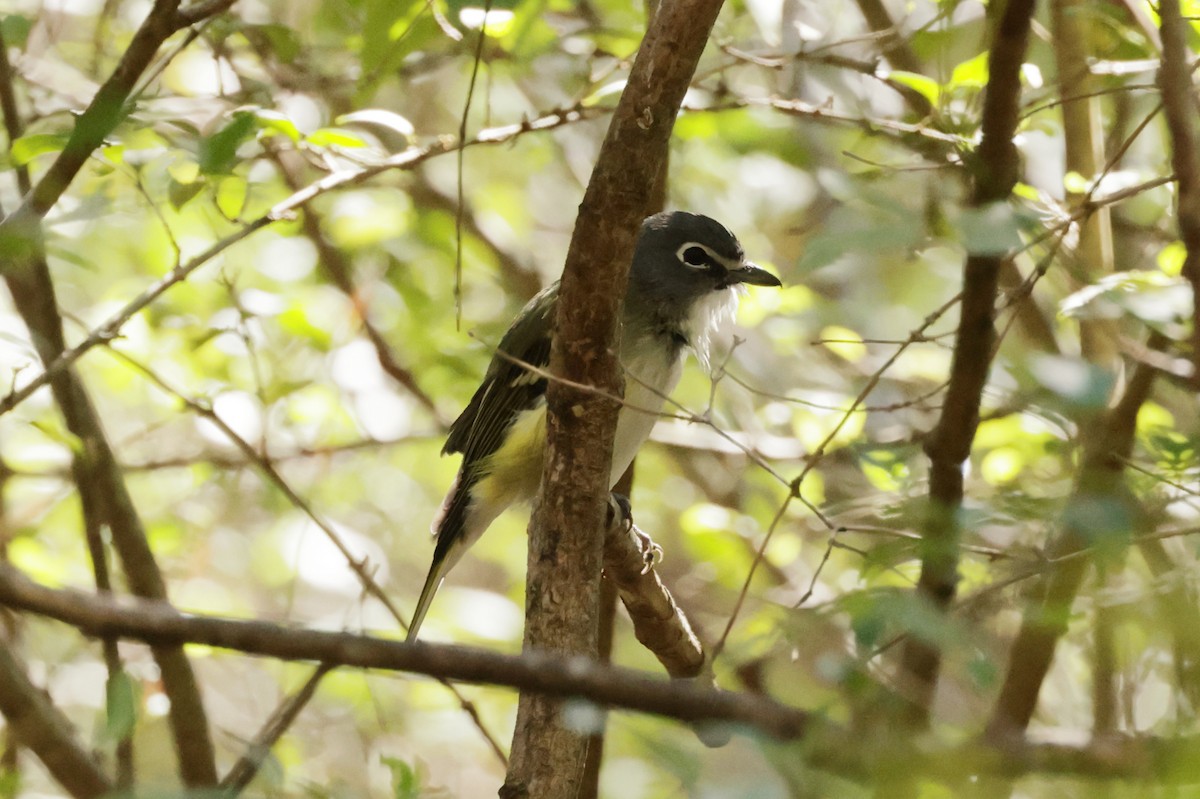Blue-headed Vireo - ML644763459
