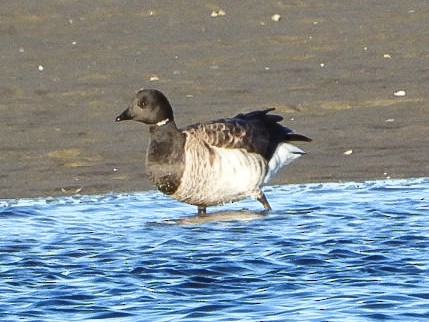 Yosun Kazı - ML644763460