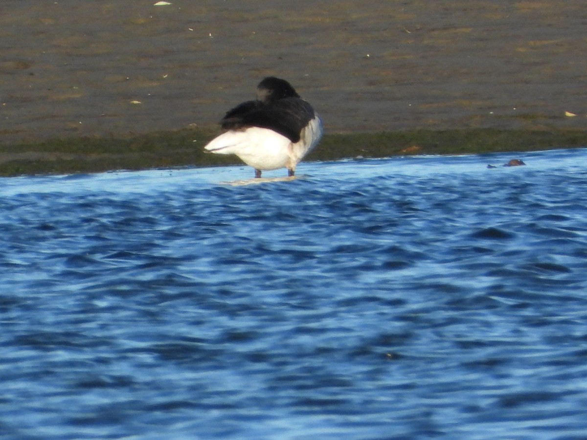 Yosun Kazı - ML644763461