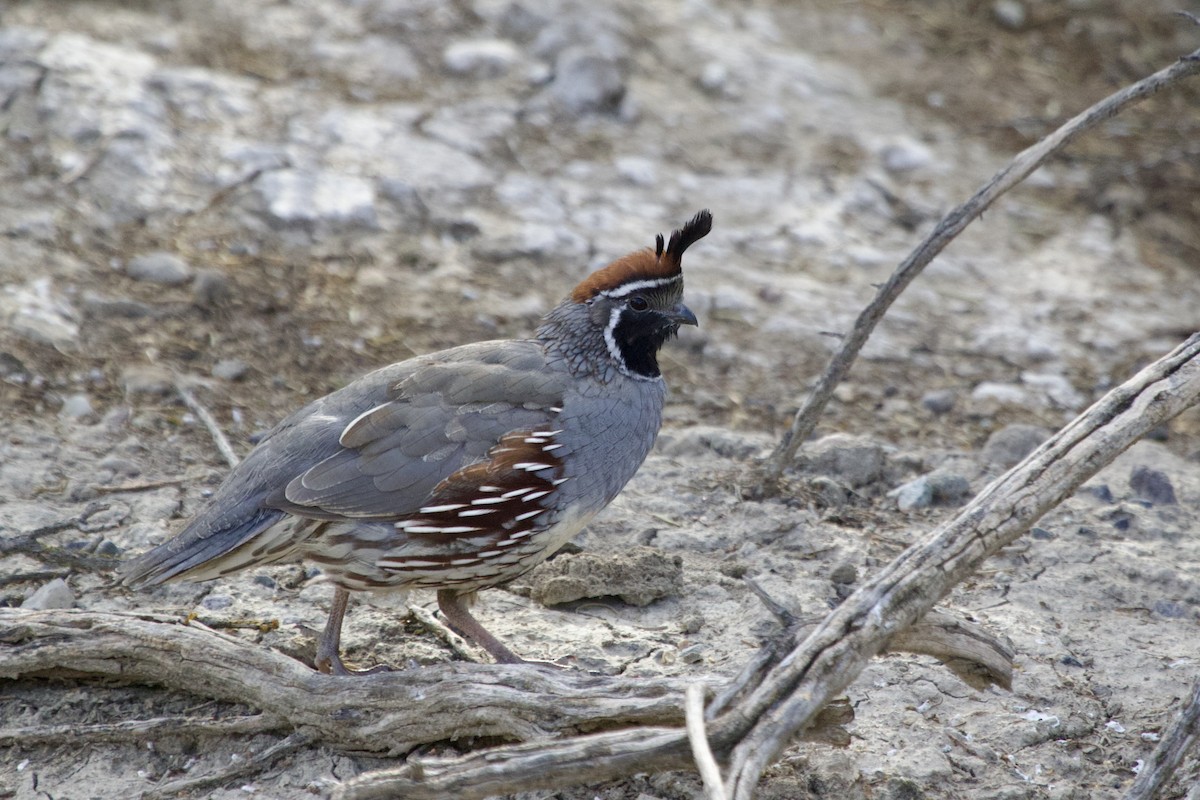 Gambel's Quail - ML644763469
