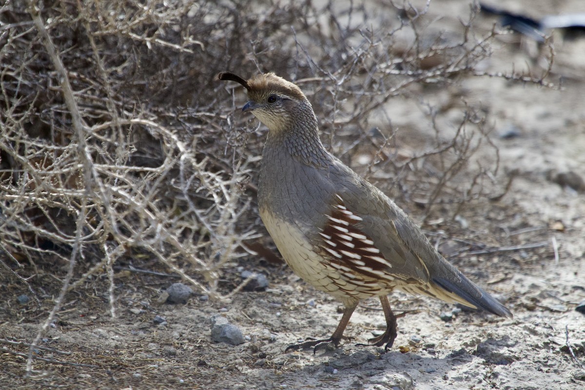 Gambel's Quail - ML644763471