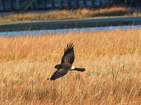 Amerika Delicesi - ML644763498